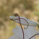 Catched lily